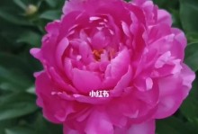 盆栽芍药，打造家居美景（家中也能种芍药？一起来试试吧！）