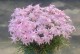 探究风雨兰不开花的原因及解决方法（探究风雨兰不开花的原因及解决方法）