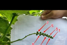 玫瑰种植指南（轻松培育美丽的玫瑰花）