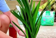 种植兰花的全面指南（掌握兰花种植技巧，打造绚丽花海）