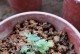 如何处理干菊花上的虫子（保护花卉健康，除虫从我做起）