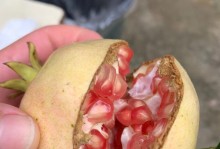 养好石榴，享受丰收之乐（石榴栽培技巧与注意事项，助你打造石榴园的乐园）