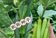 秋葵种子直接种植的优点（掌握方法，开启便捷新生活）