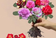 小玫瑰花室内养护的全攻略（让家中小玫瑰花绽放美丽的秘诀）