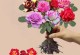 小玫瑰花室内养护的全攻略（让家中小玫瑰花绽放美丽的秘诀）