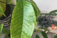 白兰花叶子下垂原因及处理方法（如何让白兰花叶子重新挺立）