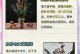 探索墨兰盆土配方的最佳比例与技巧（打造健康繁盛的墨兰植株，从盆土开始）