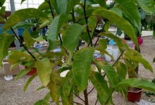 白兰花叶子下垂的原因及解决方法（养花必看！白兰花叶子下垂的原因及解决方法详解）