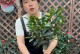 以茶花落了后——如何处理花草凋谢的技巧与心得（揭秘花草凋谢的原因与应对之策）