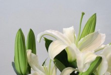 百合花的花语与寓意（解读百合花背后的含义，传达爱情与美好）