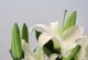 百合花的花语与寓意（解读百合花背后的含义，传达爱情与美好）