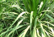 黑麦草是多年生植物吗？（探究黑麦草的生长周期和特性）