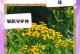 蓝菊花养护指南——打造美丽花园的秘籍（蓝菊花的栽培技巧、病虫防治、施肥方法和繁殖方式）