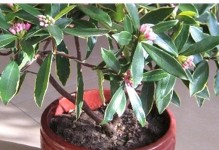 瑞香室内养护全指南（适合室内的美丽花卉，瑞香让你的家更加温馨）