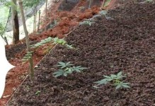 金线莲种子的种植方法详解（如何栽培金线莲，让其茁壮成长？）