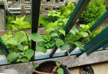 三角梅花盆养护秘籍（打造美丽的花园，从三角梅开始）
