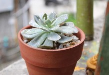 红土种多肉技巧（使用红土种植多肉植物的注意事项）