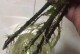 栀子花根的处理与利用（挖掘栀子花根的潜力，赋予其新的价值）