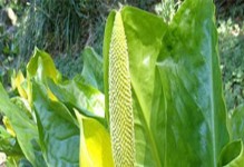 腐生植物的奇妙世界（探究腐生植物的生态、特点及生存之道）