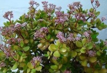 燕子掌的花期和花期特点（燕子掌的开花时间及开花周期，什么因素影响着燕子掌的开花）