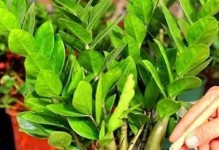 养护大树的正确浇水方式（掌握这些小技巧，让大树茁壮成长）
