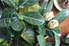 多菌灵对栀子花的浇水效果研究（探究多菌灵对栀子花生长的影响）