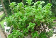冬天养碰碰香的秘诀（打造温暖冬日的绿色室内花园）