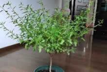 家庭养木槿，从这里开始（宜阳、施肥、浇水、修剪，让你成为木槿专家）
