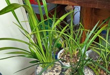 如何正确地将米兰花移入盆中