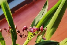 兰花开花时间及开花次数全解析（了解兰花开花时间及开花次数，成为兰花种植专家）