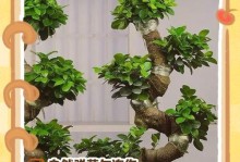 揭秘金钱树叶子在夏天发软的原因（夏日高温下的金钱树叶子——解析树叶发软的关键因素）