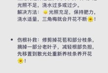 如何科学浇水，让木槿开花更加绚丽（掌握木槿开花期的浇水要点，让花朵盛开绽放）