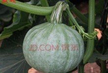 如何种植南瓜籽（从收获到萌芽，让你轻松成为南瓜达人）