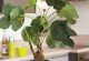 文竹种植指南（打造绿意盎然的室内空间）