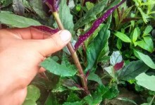 红凤菜与红苋菜的区别（一文读懂红凤菜和红苋菜，解决“菜”名误区）