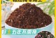 以腊梅土为主题的花卉养护与装饰技巧（发现腊梅土的魅力，打造独特花园氛围）
