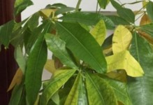 如何处理发财树枯枝问题？（教你正确管理发财树，避免多余的枯枝）