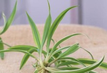 以吊兰刚开始怎么培植（吊兰初级培植指南）