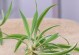 以吊兰刚开始怎么培植（吊兰初级培植指南）