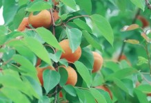 红杏介绍（了解红杏的品种、生长环境和药用功效）