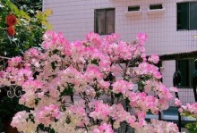 豆饼水，适合浇什么花？（寻找适合豆饼水的花卉，让花儿更茁壮）