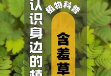 夏日含羞草的开花秘密（五月至八月，含羞草的宛若梦境花期）