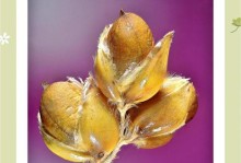 禾本科植物的生态与应用（从生态学视角探讨禾本科植物的种类、特征与应用）