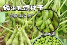毛豆种植间距要多少？（影响毛豆产量的关键因素和正确的种植方法）