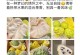 诺丽果与释迦果的区别（探究两种果实的区别与相似之处）