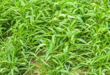 如何正确种植大叶空心菜（种植时间、方法及注意事项）