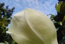 探秘上海市花——广玉兰（上海市的代表性植物及文化符号）