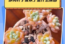 怎样应对蒂亚多肉掉叶子的问题（让你的蒂亚多肉恢复生机，绽放生命力）