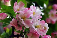 海棠树是否会结果实？（探究海棠树的结果实情况及影响因素）