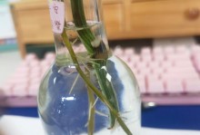 绿萝腐烂的处理方法（如何有效防治绿萝腐烂）